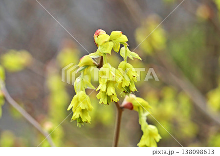 黄色いトサミズキの花(春、三月) 黄色いトサミズキの花(春、三月) 138098613