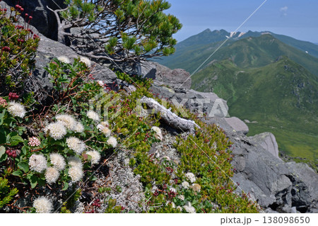 エゾノマルバシモツケと知床連山(北海道・知床) エゾノマルバシモツケと知床連山(北海道・知床) 138098650