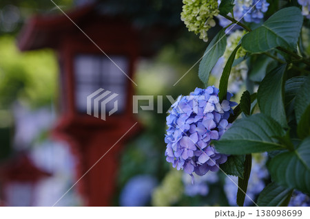 河越八幡宮と紫陽花2 138098699