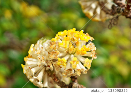 黄色いミツマタの花（春、三月） 138098833