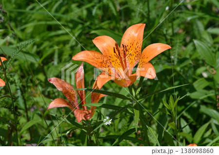 エゾスカシユリ（北海道・鶴居村） 138098860