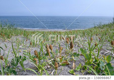 エゾノコウボウムギの群落(北海道・小清水町) エゾノコウボウムギの群落(北海道・小清水町) 138098867
