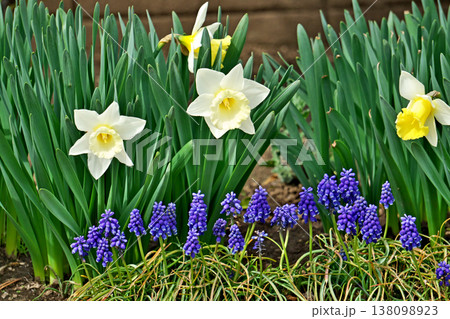 青色のムスカリの花(春、三月) 青色のムスカリの花(春、三月) 138098923