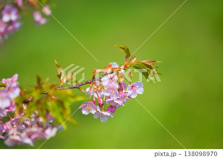 春色の宮ノ下コスモス公苑 春色の宮ノ下コスモス公苑 138098970