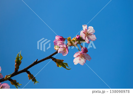 春色の宮ノ下コスモス公苑 138098978