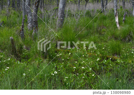 ヒメカイウの群落（北海道・釧路湿原） 138098980