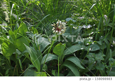 ギョウジャニンニクの花(北海道・鶴居村) ギョウジャニンニクの花(北海道・鶴居村) 138098983
