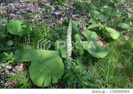 コウライテンナンショウの芽（北海道・鶴居村） 138098985