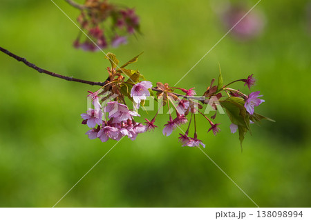 春色の宮ノ下コスモス公苑 春色の宮ノ下コスモス公苑 138098994