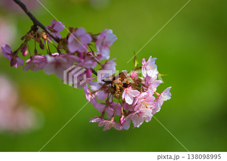 春色の宮ノ下コスモス公苑 春色の宮ノ下コスモス公苑 138098995