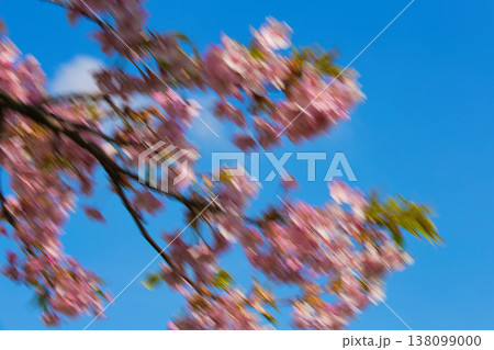 春色の宮ノ下コスモス公苑 138099000