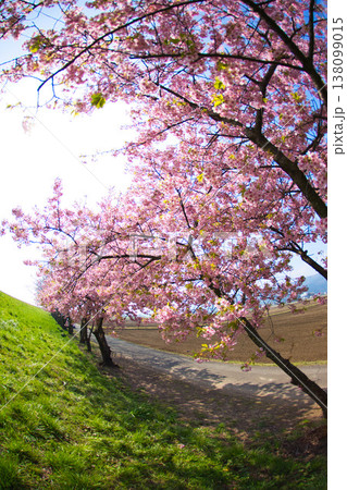 春色の宮ノ下コスモス公苑 138099015