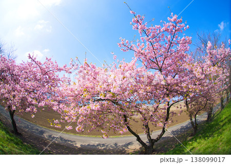 春色の宮ノ下コスモス公苑 138099017