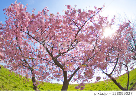 春色の宮ノ下コスモス公苑 138099027