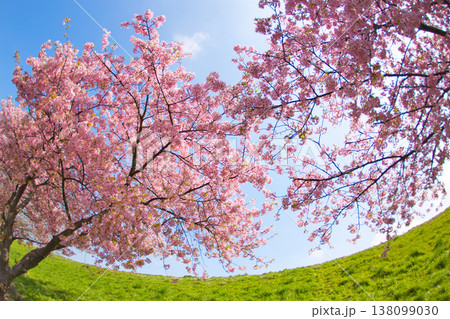 春色の宮ノ下コスモス公苑 138099030