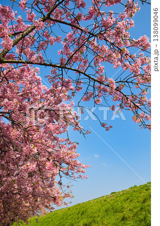 春色の宮ノ下コスモス公苑 春色の宮ノ下コスモス公苑 138099046