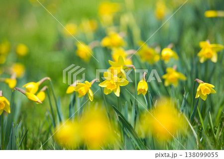 春色の宮ノ下コスモス公苑 138099055