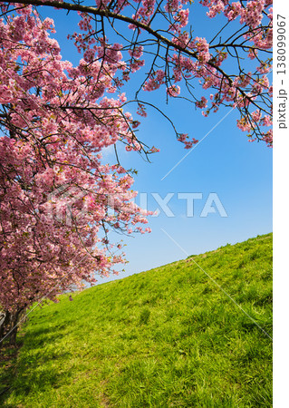 春色の宮ノ下コスモス公苑 138099067