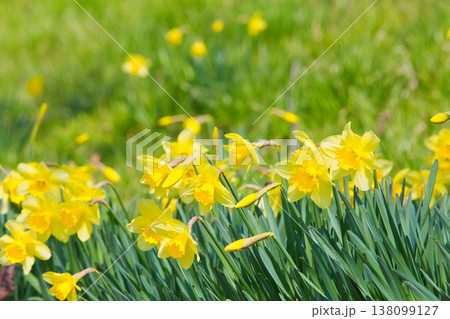 春色の宮ノ下コスモス公苑 138099127