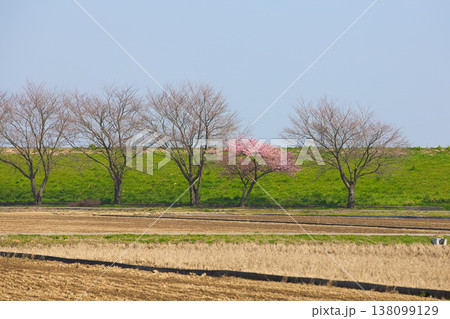 春色の宮ノ下コスモス公苑 春色の宮ノ下コスモス公苑 138099129