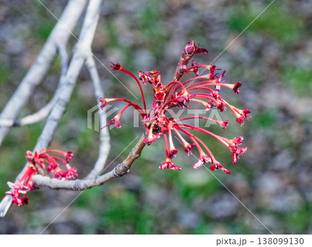 日本固有種ムクロジ科ハナノキ雌花 日本固有種ムクロジ科ハナノキ雌花 138099130