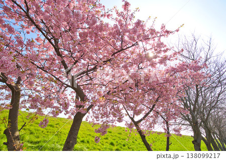 春色の宮ノ下コスモス公苑 春色の宮ノ下コスモス公苑 138099217