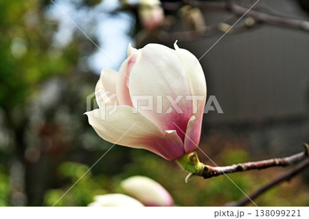 咲き始めたモクレンの花(春、三月) 咲き始めたモクレンの花(春、三月) 138099221