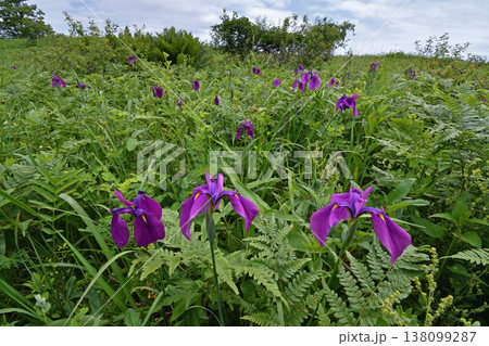 ノハナショウブの群落（北海道・白糠町） 138099287