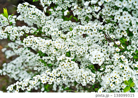 白いユキヤナギの花(春、三月) 白いユキヤナギの花(春、三月) 138099315