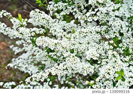 白いユキヤナギの花(春、三月) 白いユキヤナギの花(春、三月) 138099316