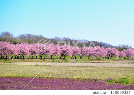 早咲きの安行寒桜とホトケノザ　桜並木の綺麗な北浅羽桜堤公園 138099327