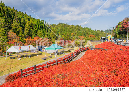 豊田市の大井平公園のドウダンツツジの風景(愛知県) 豊田市の大井平公園のドウダンツツジの風景(愛知県) 138099572