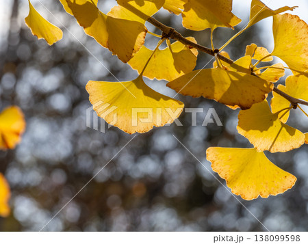 黄色く色づいたイチョウの葉 138099598