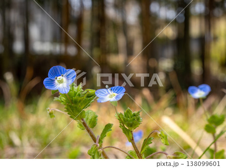 道端に生えているオオイヌノフグリ 138099601