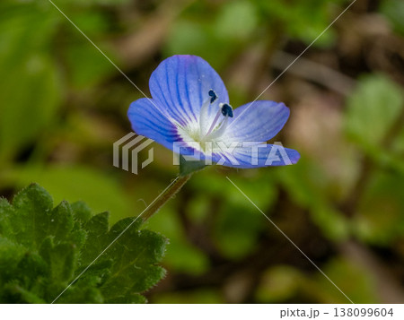 道端に生えているオオイヌノフグリ 138099604