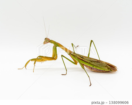 白い背景のオオカマキリ 138099606