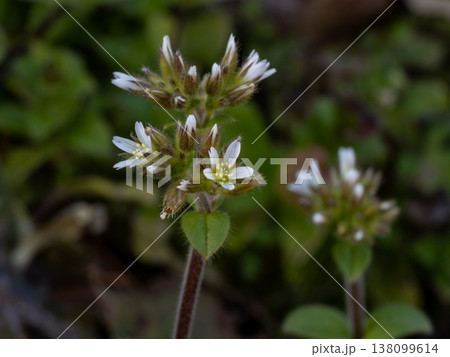 オランダミミナグサ オランダミミナグサ 138099614