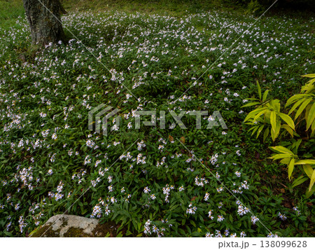山にいっぱい咲いているノコンギク 138099628