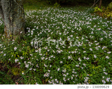山にいっぱい咲いているノコンギク 138099629