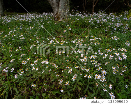 山にいっぱい咲いているノコンギク 138099630