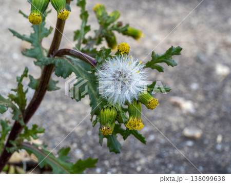 帰化植物であるノボロギクの花 138099638