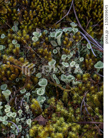 地面にある地衣類ハナゴケ科のヒメジョウゴゴケ 138099645