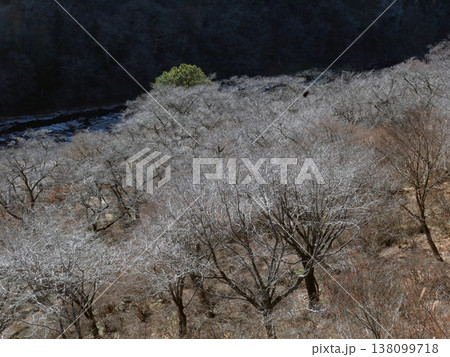 冬も極寒のある日、ハイキングにちょうど良い低山を歩いた。春にはツツジが満開になる山も今は冬枯れだ。 138099718