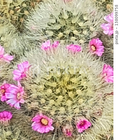 マミラリア・ラウイ・ノビロに咲くピンクの花（寄り） 138099758