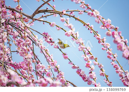 紅梅とメジロ 138099769