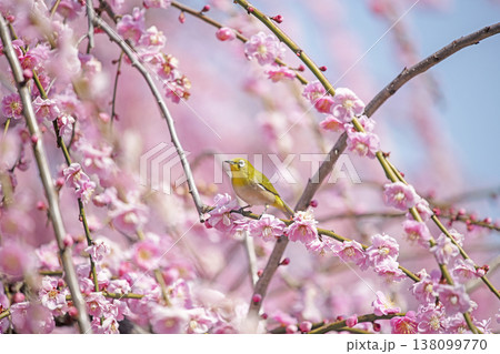 紅梅とメジロ 紅梅とメジロ 138099770