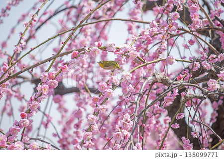 紅梅とメジロ 138099771