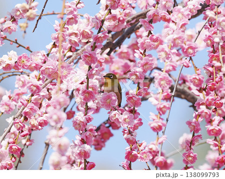 紅梅とメジロ 138099793