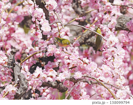 紅梅とメジロ 138099794
