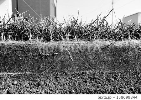 冬を越えた庭の芝生「ケンタッキーブルーグラス」根の部分約10㎝の断面写真「白黒」 冬を越えた庭の芝生「ケンタッキーブルーグラス」根の部分約10㎝の断面写真「白黒」 138099844